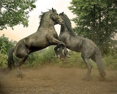 getImageCA4773F6.jpg