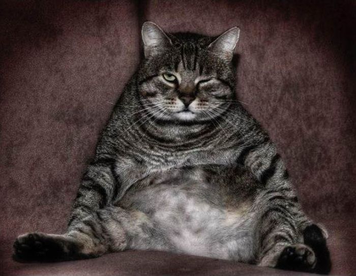 1298566148_evil_cats_15.jpg
